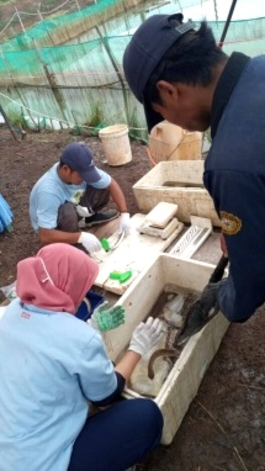 Musim hujan, produksi sidat melimpah