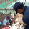 Musim hujan, produksi sidat melimpah