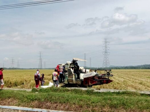 Petani sawah tadah hujan tunda tanam