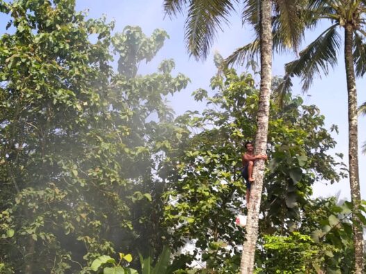 Premi asuransi penderes cair pekan ini