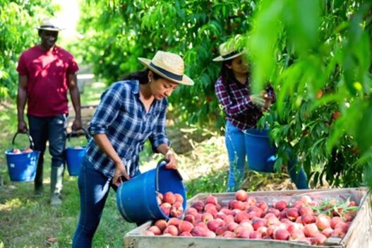 Seasonal farm work australia