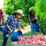 Seasonal farm work australia