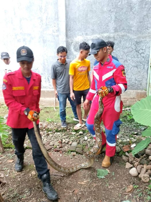 Ular sanca tiga meter gegerkan warga mersi