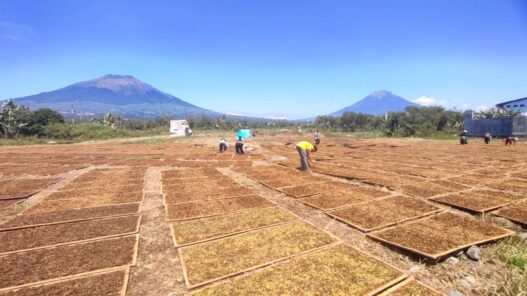 Harga Turun Petani Tembakau Merugi