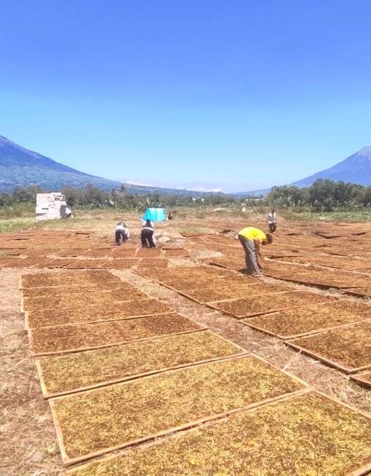 Harga Turun Petani Tembakau Merugi