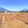Harga Turun Petani Tembakau Merugi