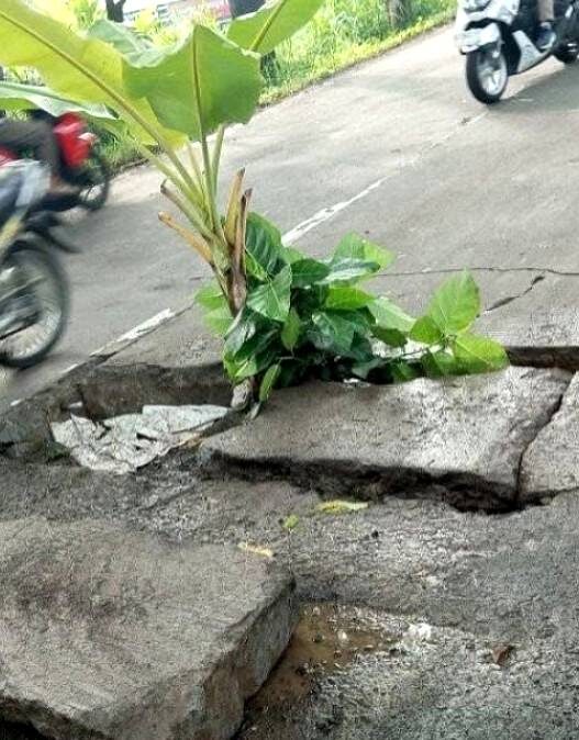 Jalan Berlubang "Ditanami" Pohon Pisang