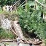 Tangkapan layar kondisi jembatan gantung Cihonje di Gumelar yang ambruk sejak Senin (3/11) lalu.