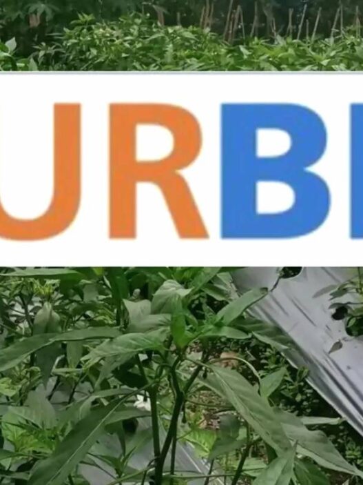 Kur bri petani dan nelayan