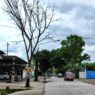 Pohon Peneduh Mati Diusulkan Ditebang