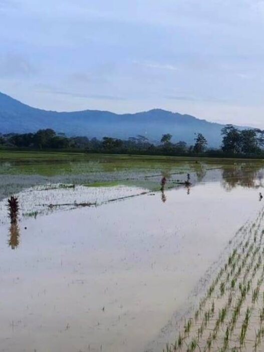 Sawah