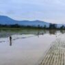 Sawah