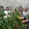 Tren Kopi Naik, Harapan Petani Membaik