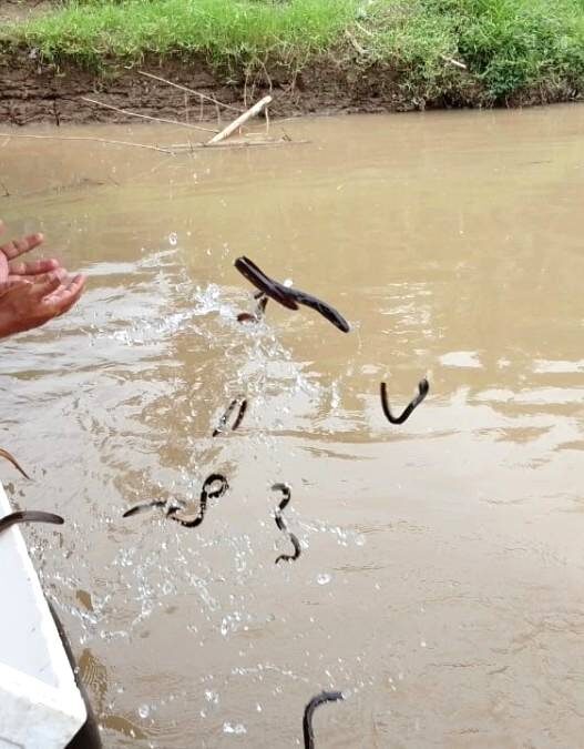 104 Ribu Benih Ikan Ditebar