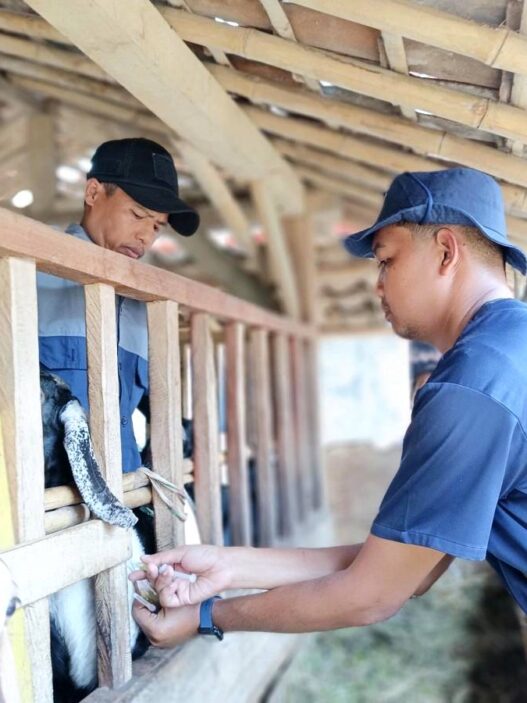 Cilacap Swasembada Hewan Ternak
