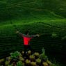 Desa Wisata Wonosobo Mati Suri Gagal Berkembang