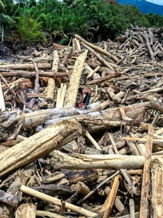 Kasus Kayu Gelondongan Sumut Naik Penyidikan
