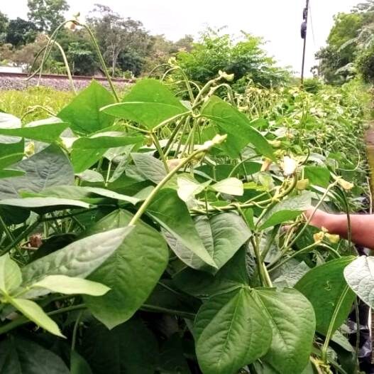 Kebun Terpadu dan Ternak Rumahan Jadi Sumber Hidup Keluarga
