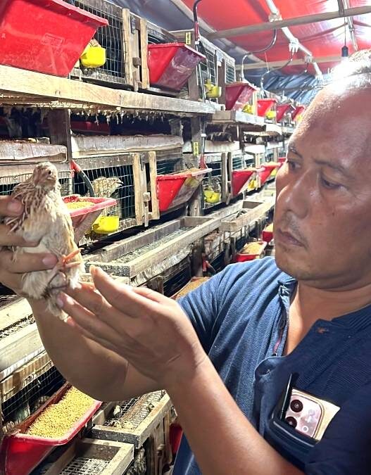 Suplai Telur Puyuh MBG Meningkat