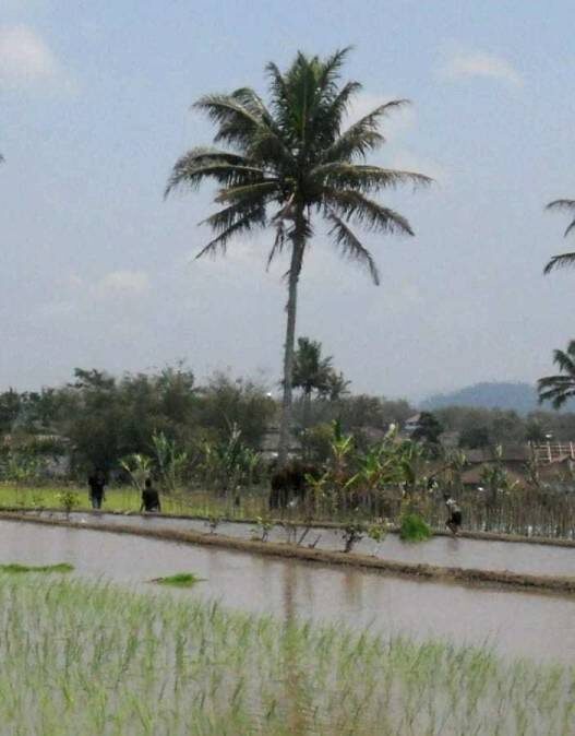 Temanggung Targetkan Jadi Lumbung Pangan