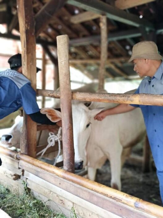 Ternak di Cilacap Dinyatakan Aman