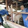Ternak di Cilacap Dinyatakan Aman