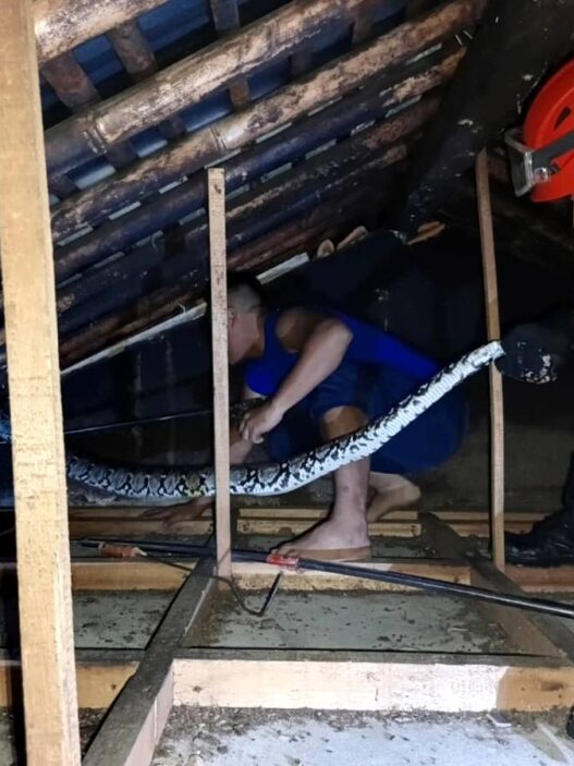Ular Sanca Muncul di Atap Rumah Warga