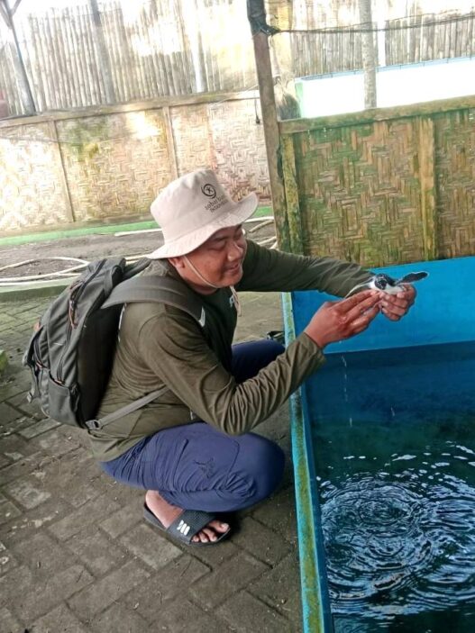 39 Penyu dan 2.600 Tukik Berhasil Diselamatkan