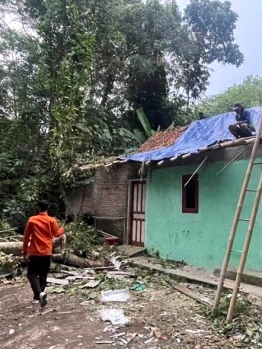 Angin Kencang Picu Pohon Tumbang di Sejumlah Wilayah