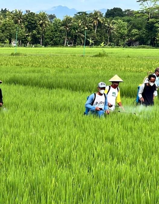 Antisipasi Hama, Petani Jatiluhur Lakukan Gardal