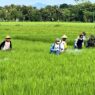 Antisipasi Hama, Petani Jatiluhur Lakukan Gardal