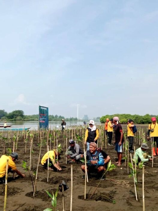 Ekosistem Mangrove Karangbenda Berkurang