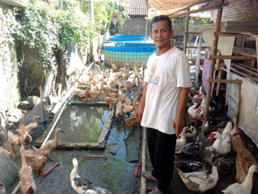 Gunakan Pakan Alternatif, Produksi Telur Capai 80 Persen