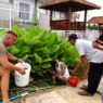 Imun Tanaman Rusia Diuji di Desa Purwasaba