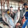 KKP Gandeng BPJPH Perkuat Sertifikasi Halal