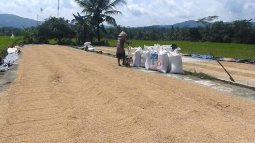 Ludes Dipesan Bahkan Sebelum Panen