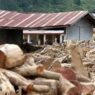 Mendagri Buka Peluang Pemanfaatan Kayu Banjir
