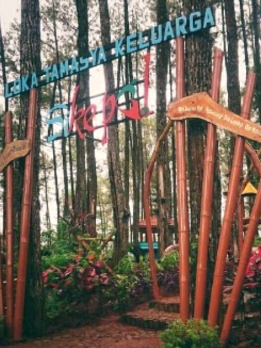 Pesona Hutan Pinus di Bukit Sikepel Purworejo