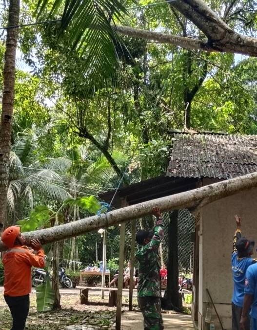 Pohon Alba Tumbang Timpa Rumah Warga