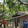 Pohon Alba Tumbang Timpa Rumah Warga