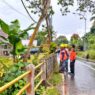 Pohon Tumbang Timpa Pengendara Motor