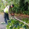 Tiga Rumah Tertimpa Pohon Akibat Hujan dan Angin