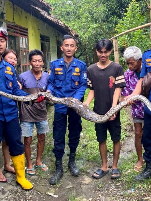 Ular Sanca Tiga Meter Gegerkan Warga