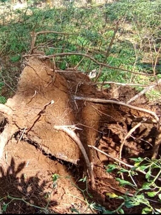 Warga Jatilawang Minta Perambahan Hutan Dihentikan