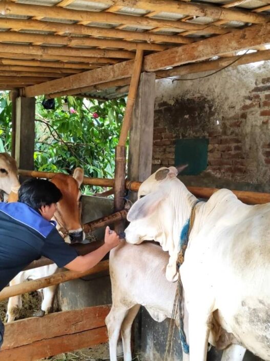 36 Sapi Divaksin PMK di Patemon