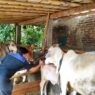 36 Sapi Divaksin PMK di Patemon
