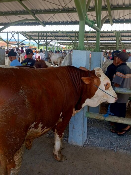 Baru 20 Persen Sapi di Gombong Tervaksin PMK