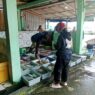 Cuaca Buruk, Pasokan Ikan Terbatas
