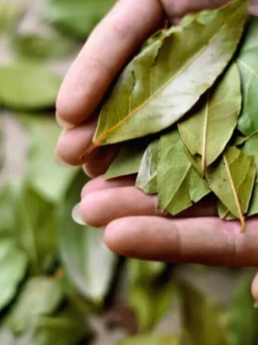 Daun salam