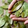 Daun salam